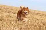 CHIEN FINNOIS DE LAPONIE 243